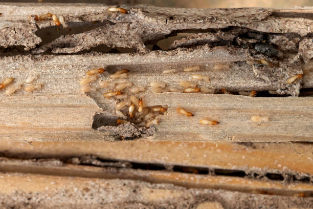 Best Bed Bug Extermination  in Grosse Pointe Farms, MI